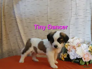 Saint Bernard dogs Tiny Dancer - Ad 34