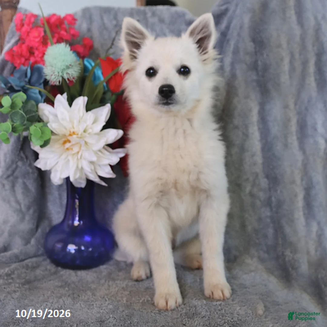 American Eskimo dogs for sale: Puff - Ad 2