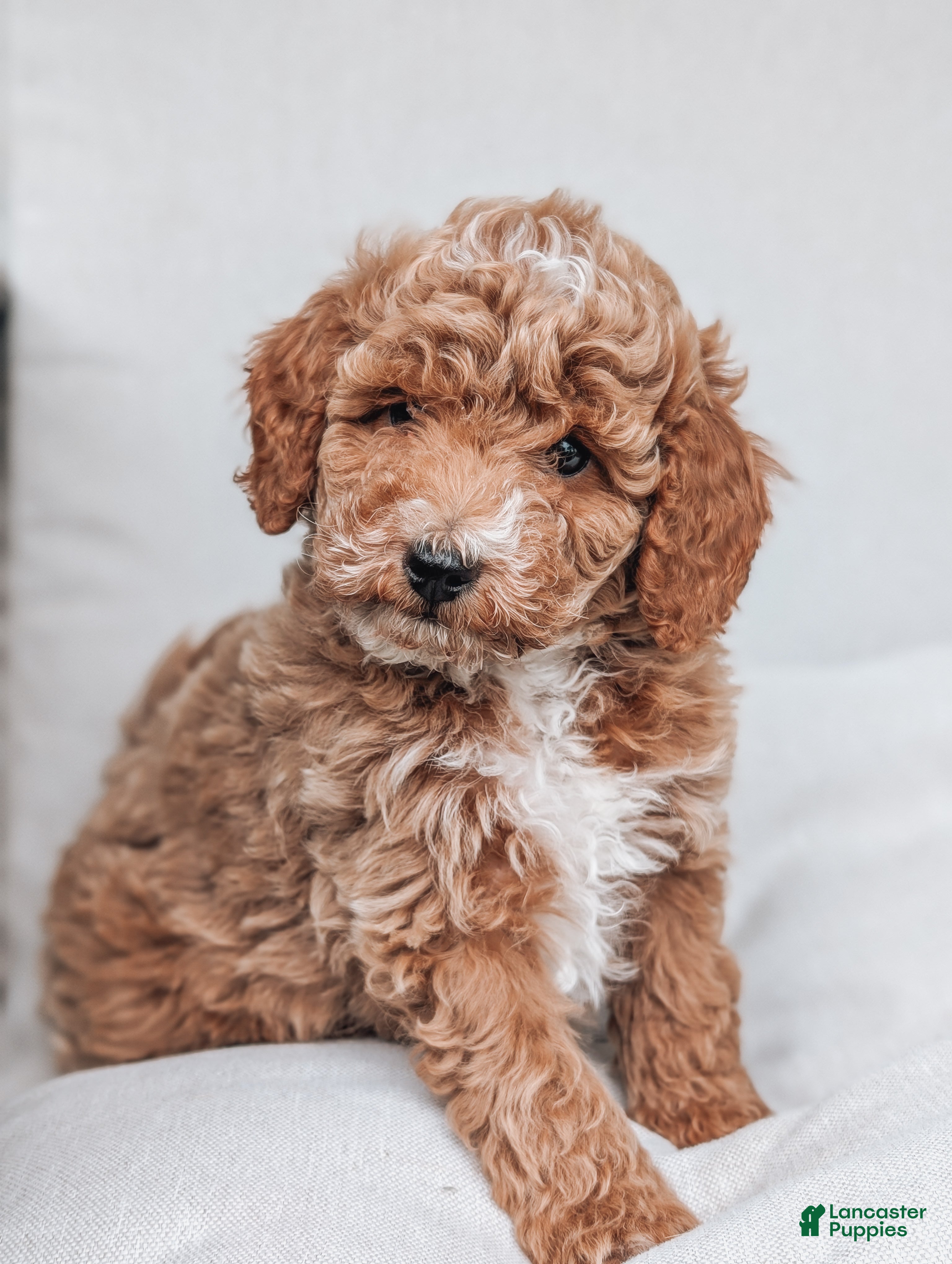 Bichpoo dogs Tommy - Ad 1