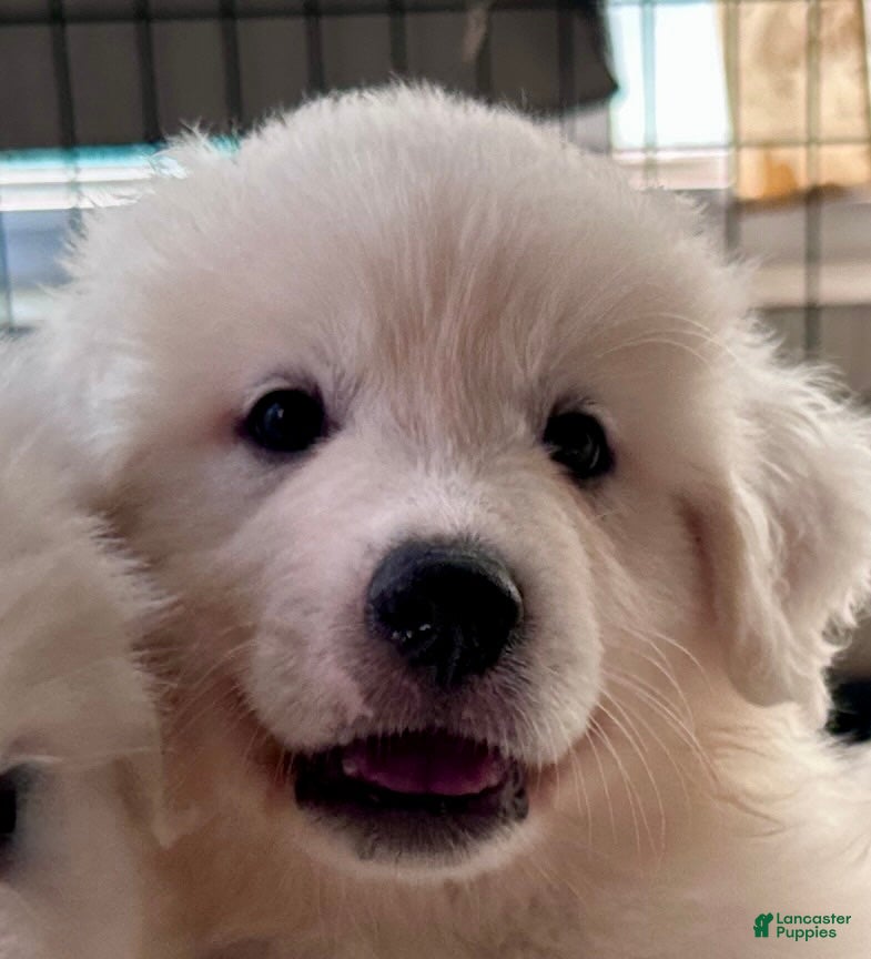 Great Pyrenees dogs for sale: AKC Sesame - Ad 1