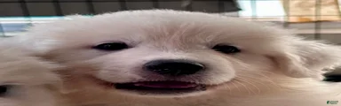 AKC Sesame