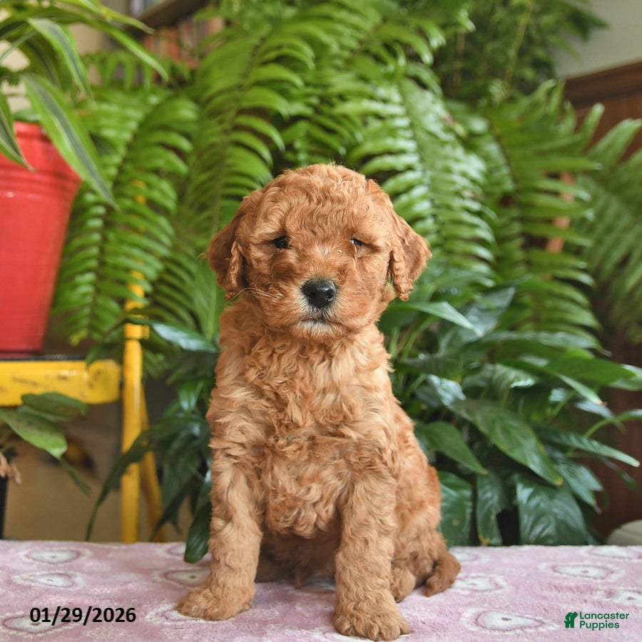 Mini Goldendoodle dogs Finley  - Ad 10