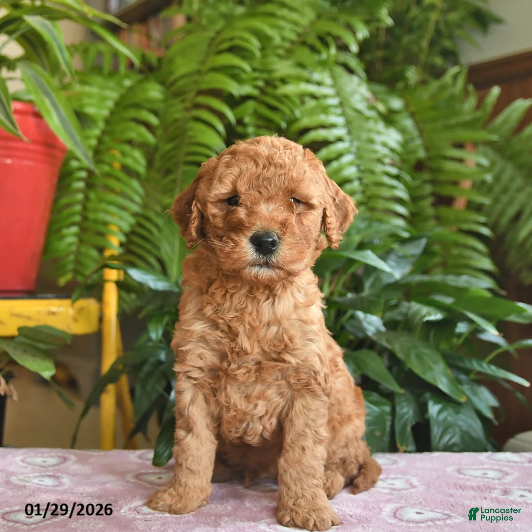 Mini Goldendoodle dogs for sale: Finley  - Ad 1