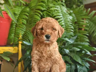 Mini Goldendoodle dogs Finley - Ad 10