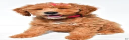 Mini Goldendoodle dogs for sale: Lolo - Ad 5