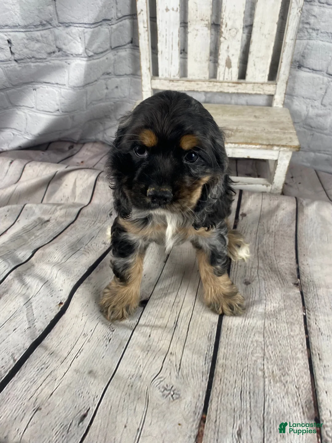 Cocker Spaniel dogs for sale: Wren - Ad 10