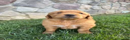 Golden Retriever dogs for sale: Rugor - Ad 2