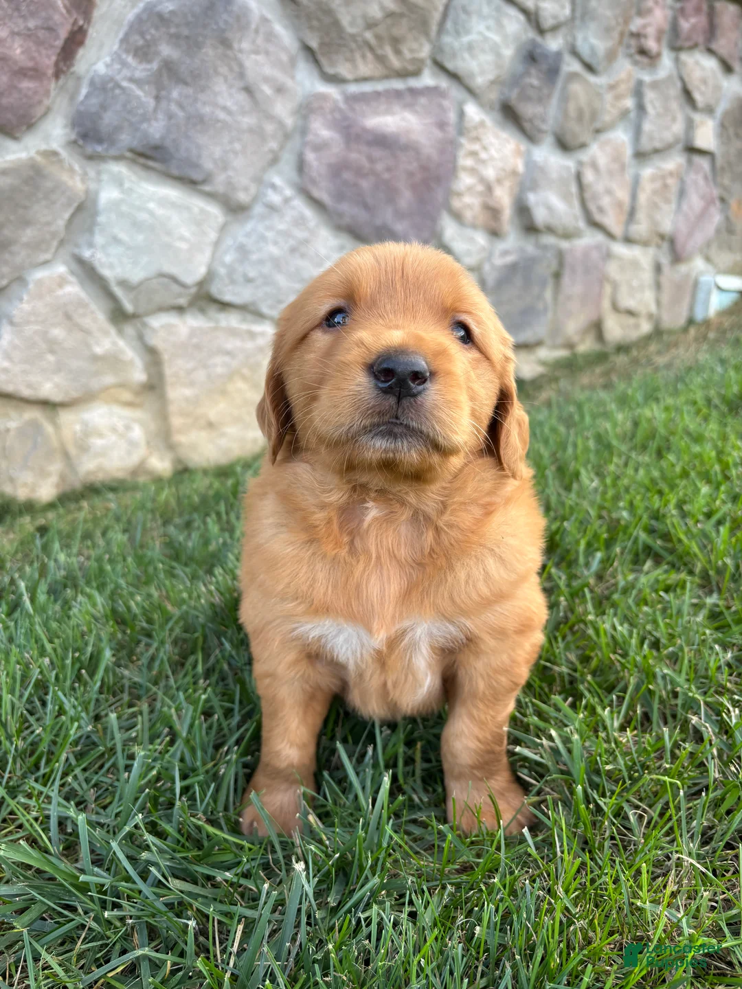 Golden Retriever dogs for sale: Rugor - Ad 2