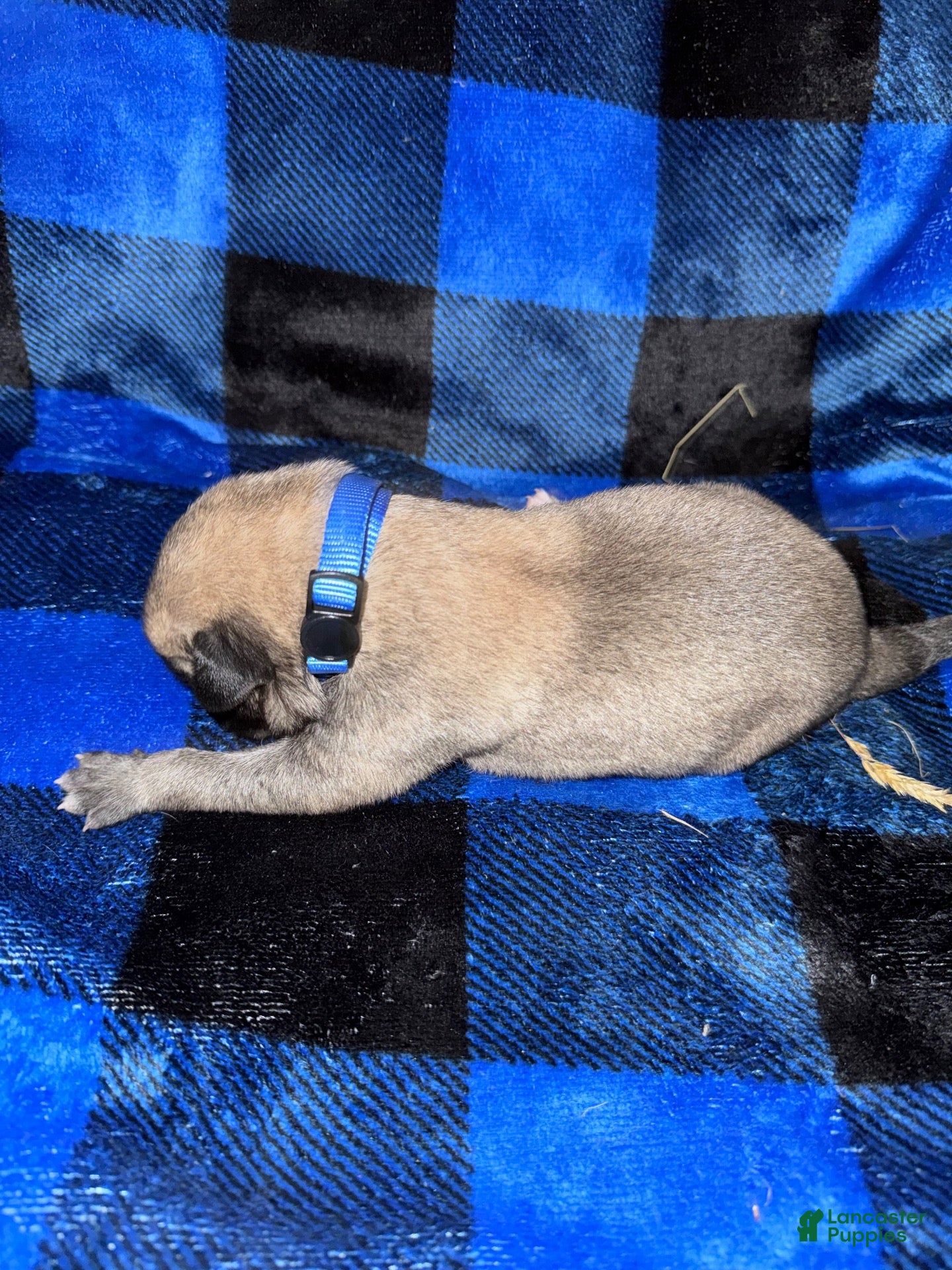 Mixed Breed dogs Anatolian/ Kangal- Blue - Ad 1