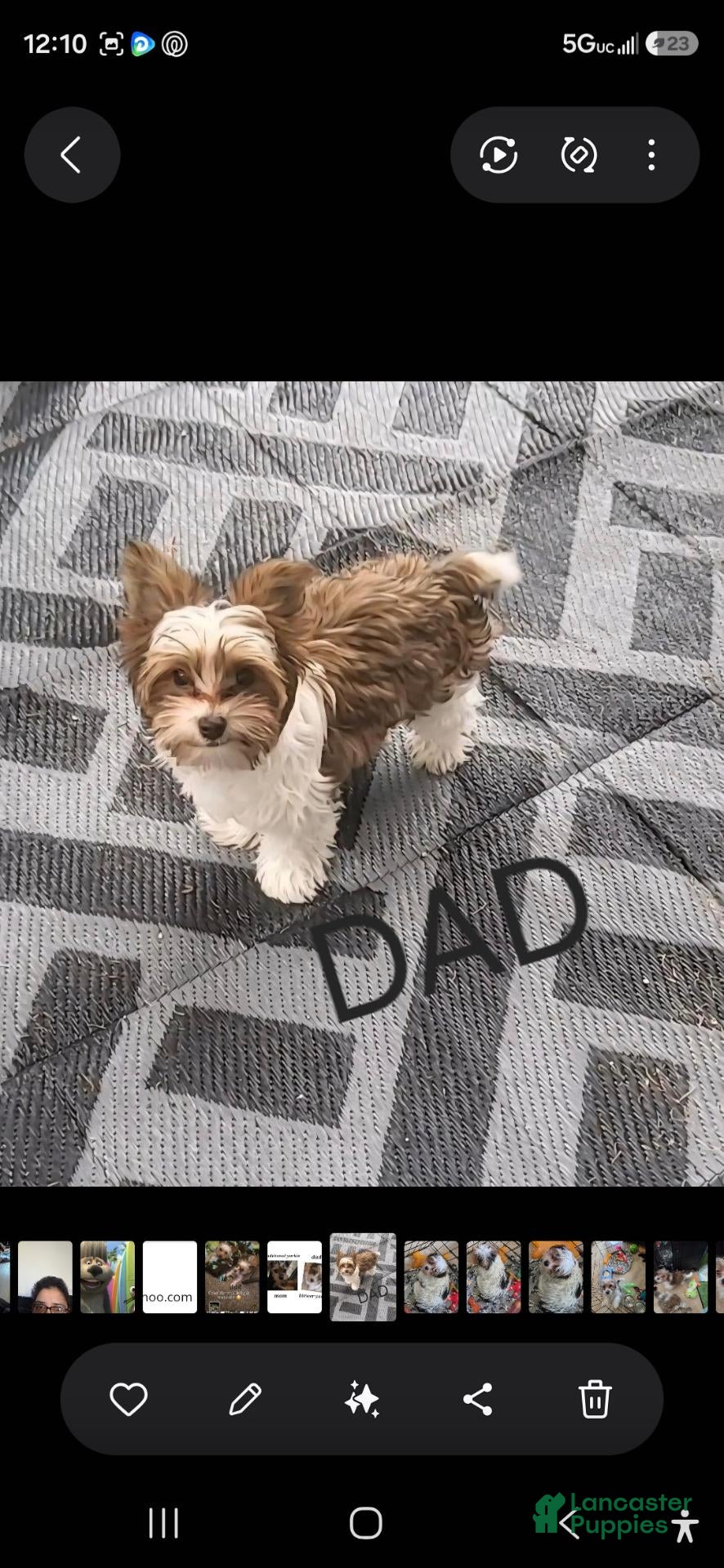 Yorkshire Terrier dogs for stud: For stud only - Ad 3