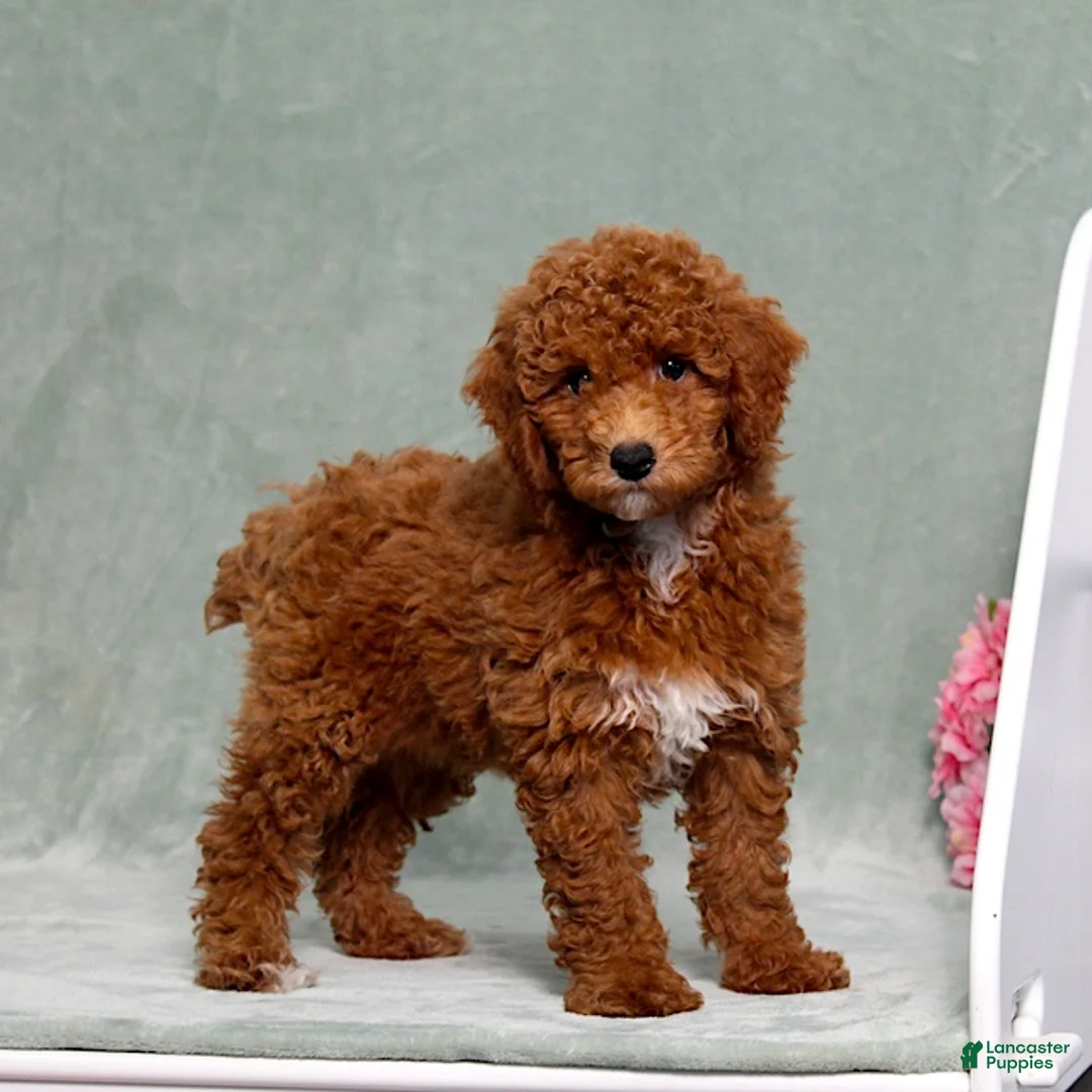 Miniature Poodle dogs for sale: Lilly - Ad 1