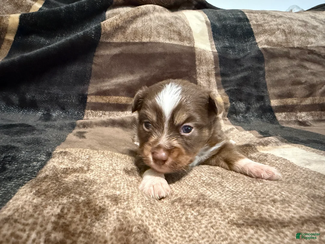 Toy Australian Shepherd dogs for sale: Toy Australian Shepherd 2 - Ad 2