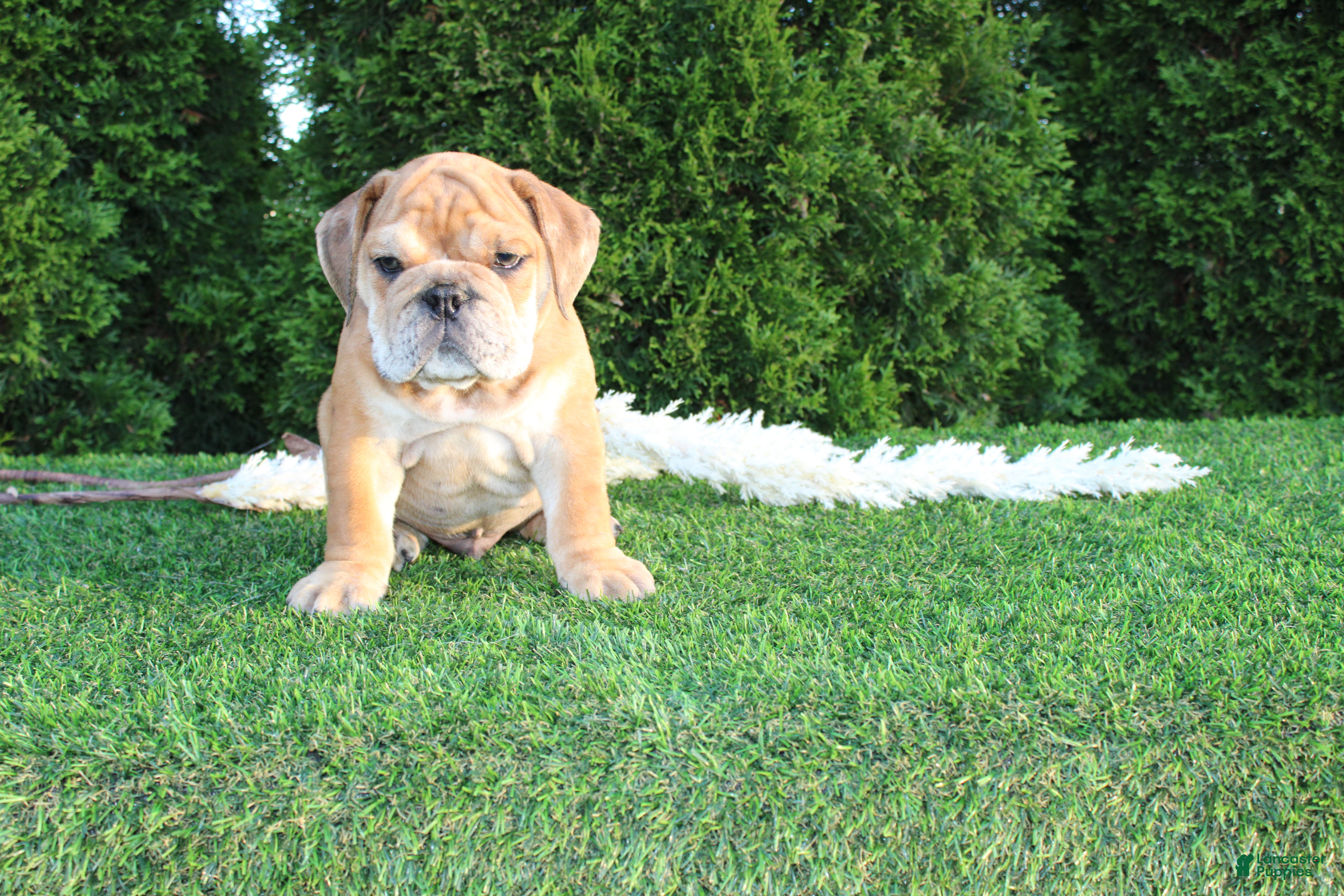 English Bulldog dogs Dash - Ad 1