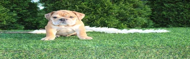 Dash