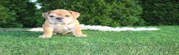 English Bulldog dogs for sale: Dash - Ad 1