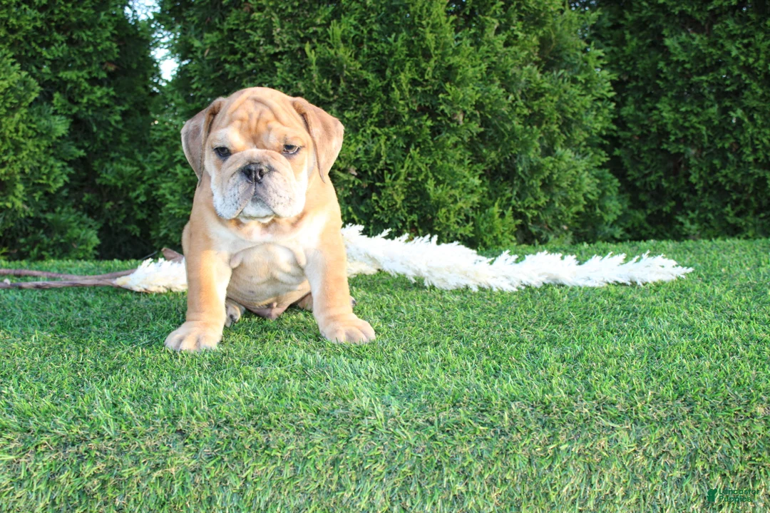 English Bulldog dogs for sale: Dash - Ad 1
