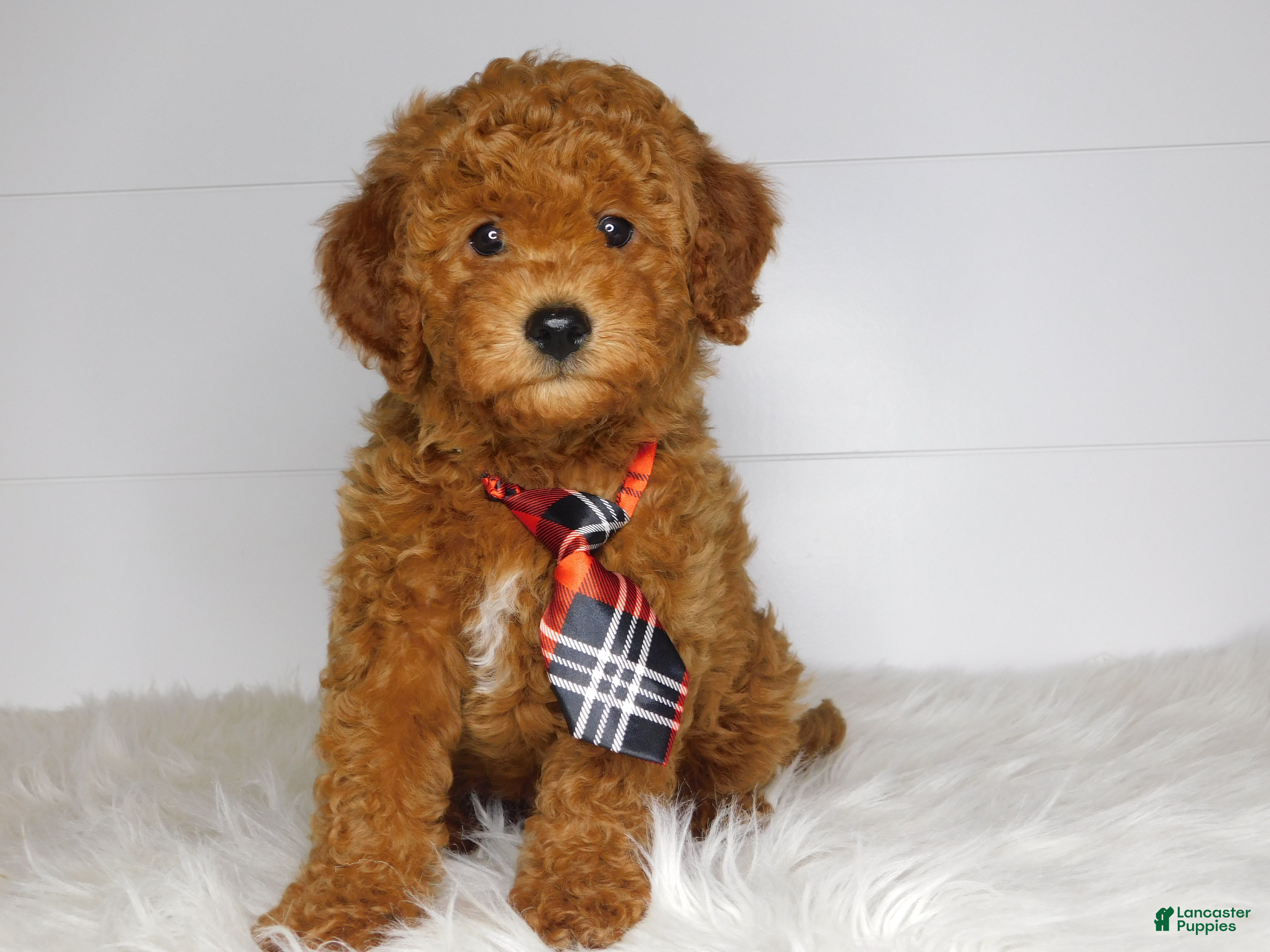 Cavapoo dogs Chip  - Ad 38