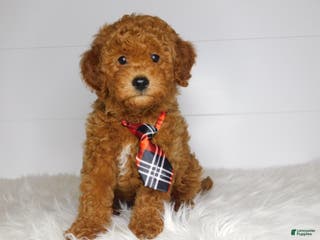 Cavapoo dogs Chip - Ad 37