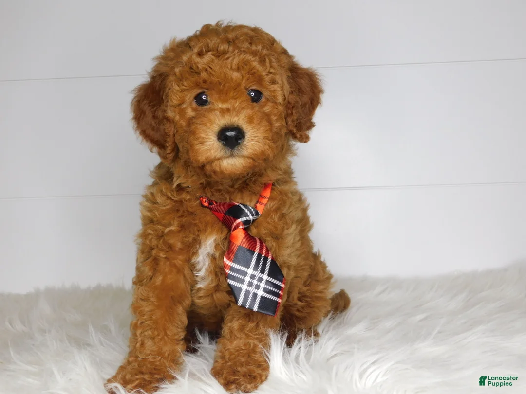 Cavapoo dogs for sale: Chip  - Ad 1
