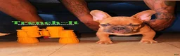 French Bulldog dogs for sale: French Bulldog 1 - Ad 4