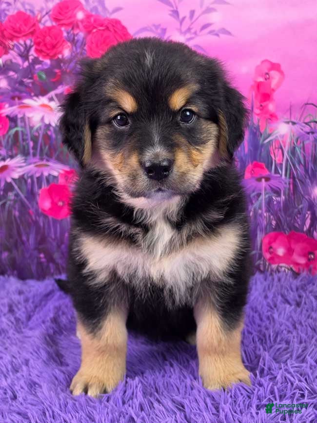 Mixed Breed dogs Audrey - Ad 1