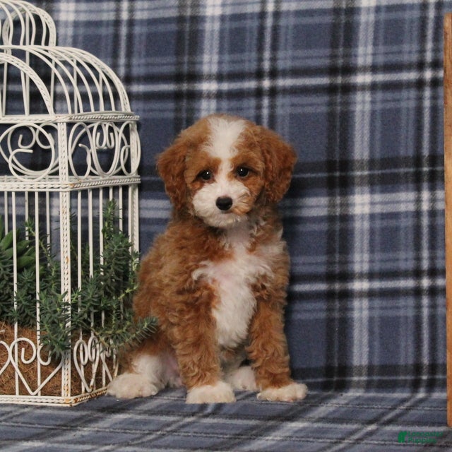 Miniature Poodle dogs Xoey (Irish Spotting) - Ad 1