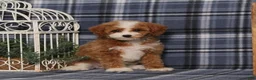 Miniature Poodle dogs for sale: Xoey (Irish Spotting) - Ad 2