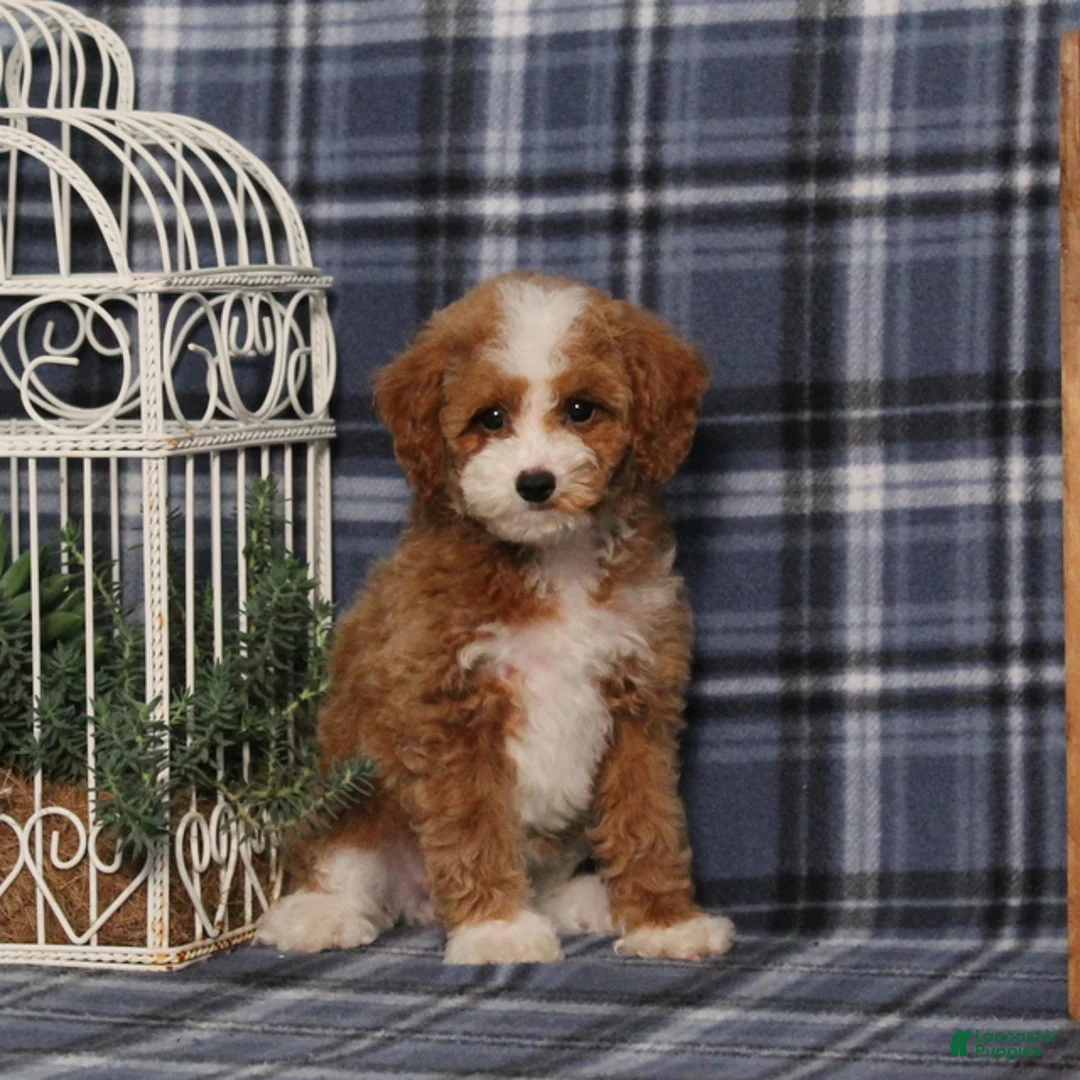 Miniature Poodle dogs for sale: Xoey (Irish Spotting) - Ad 2