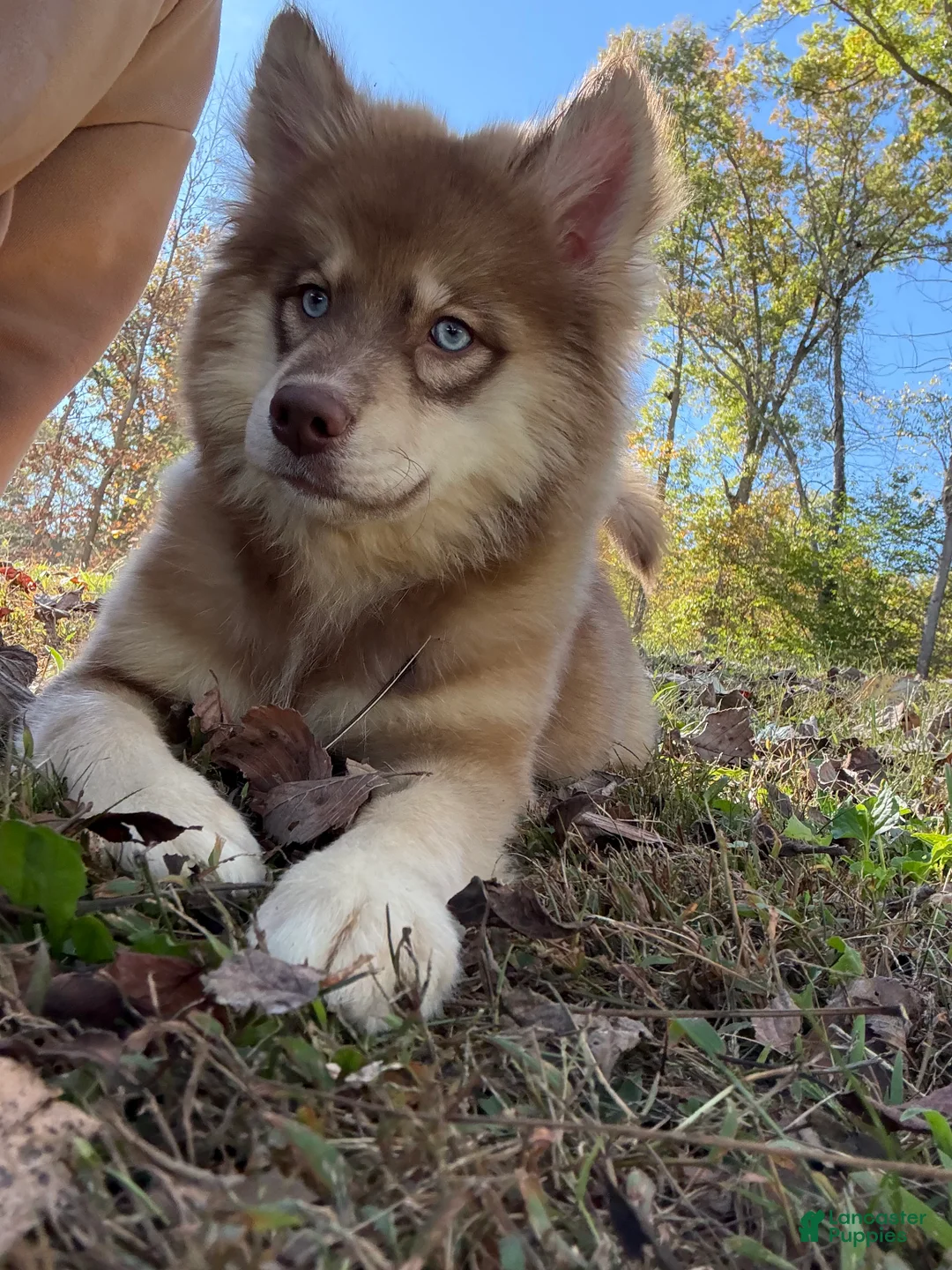 Pomsky dogs for sale: Autumn - Ad 2