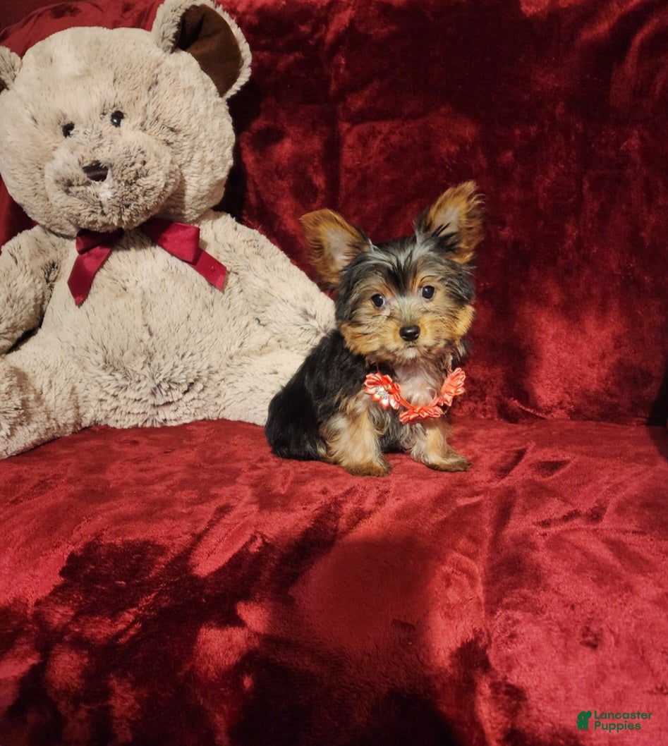 Yorkshire Terrier dogs MUNCHKIN - Ad 2