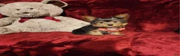 Yorkshire Terrier dogs for sale: MUNCHKIN - Ad 1