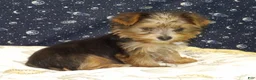 Yorkshire Terrier dogs for sale: Aladdin - Ad 4