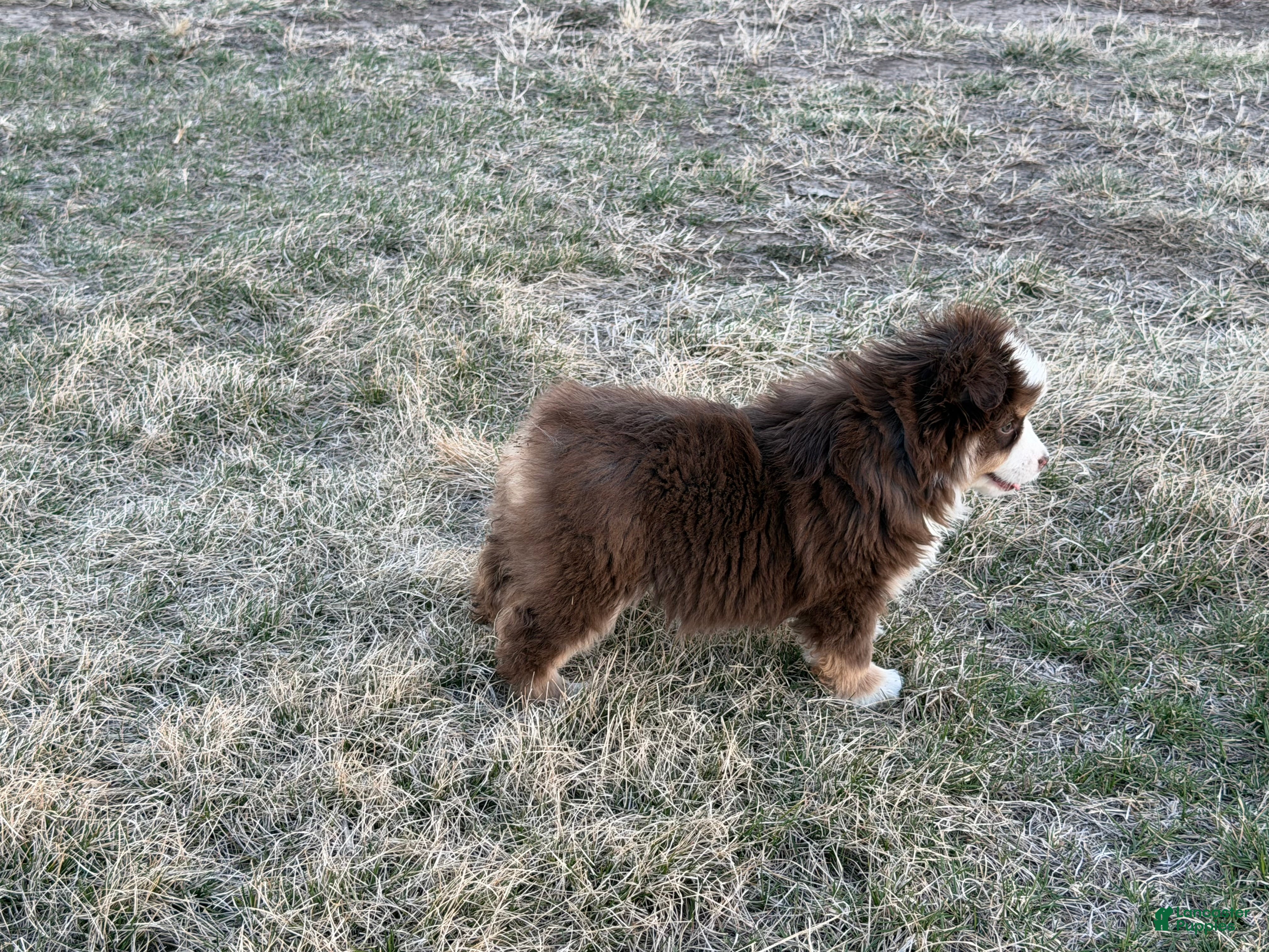 Miniature Australian Shepherd dogs Blaze - Ad 2