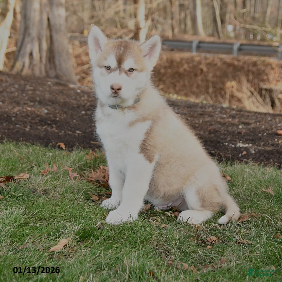Alaskan Malamute dogs Sarge - Ad 22