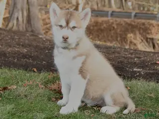 Alaskan Malamute dogs Sarge - Ad 19