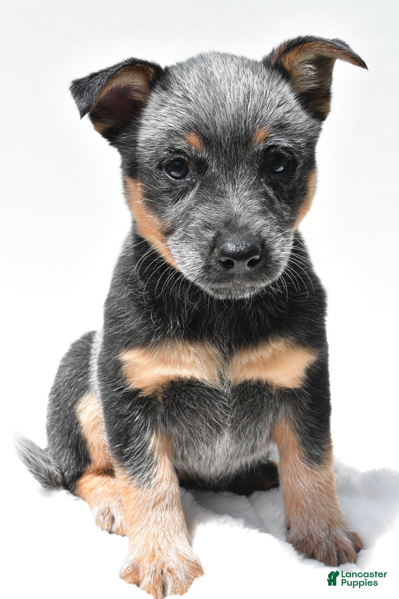 Australian Cattle Dog dogs Sapphire - Ad 2