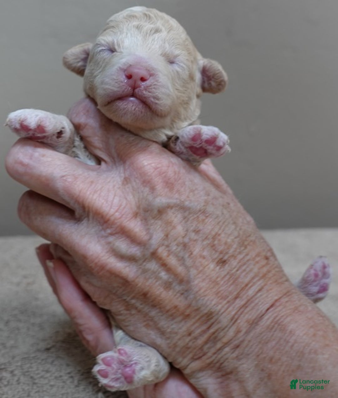 Toy Poodle dogs for sale: Denver shimmering champagne - Ad 15