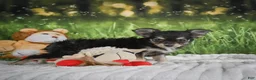 Chihuahua dogs for sale: Prince - Ad 4
