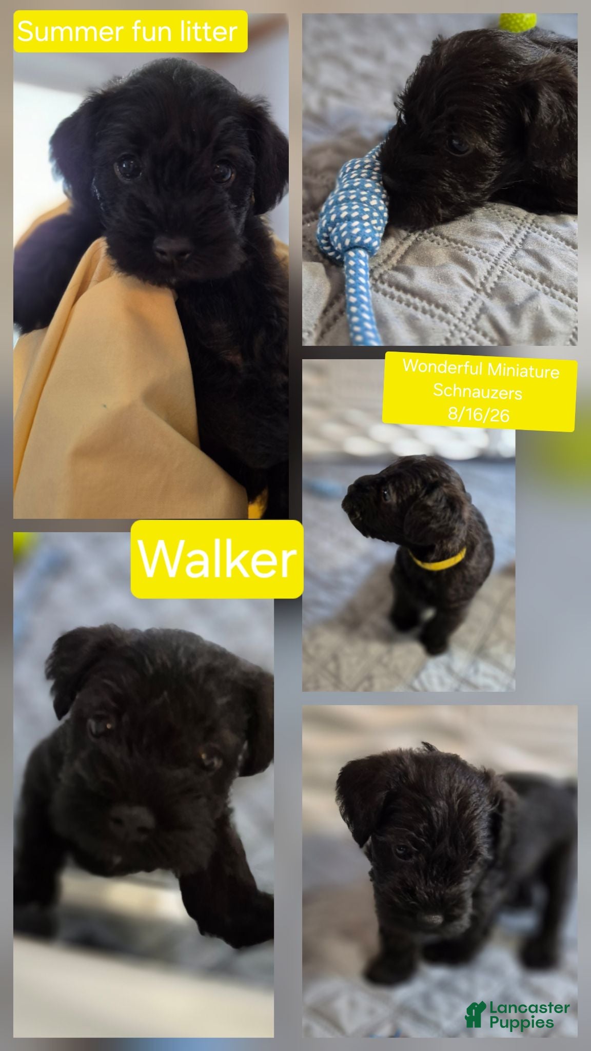Miniature Schnauzer dogs Miniature Schnauzer 2 - Ad 1