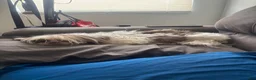 Shih Tzu dogs for sale: Shih Tzu 1 - Ad 2