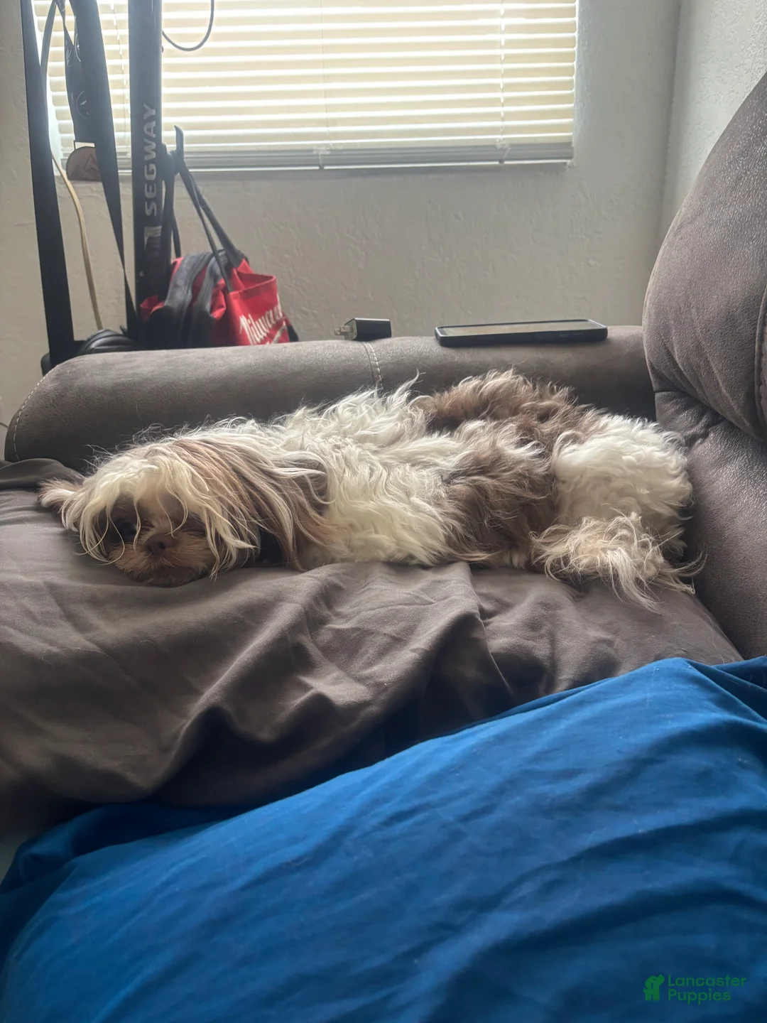 Shih Tzu dogs for sale: Shih Tzu 1 - Ad 2