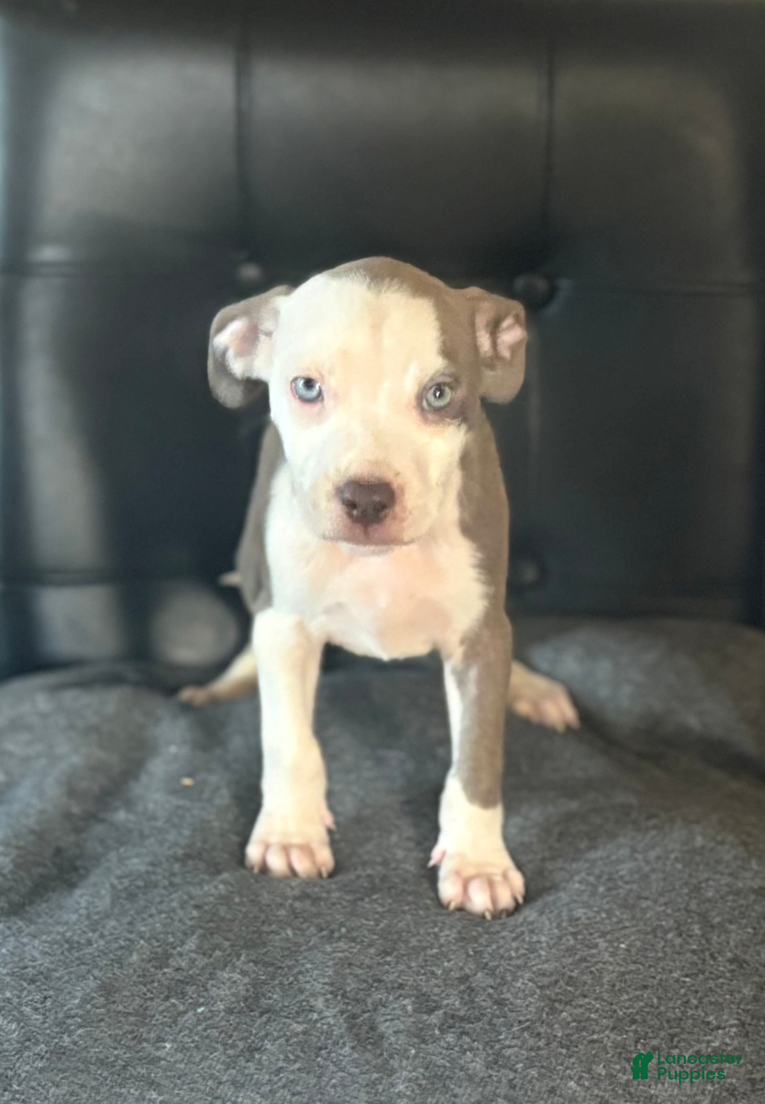 Mixed Breed dogs Mixed Breed Puppy 1 - Ad 15