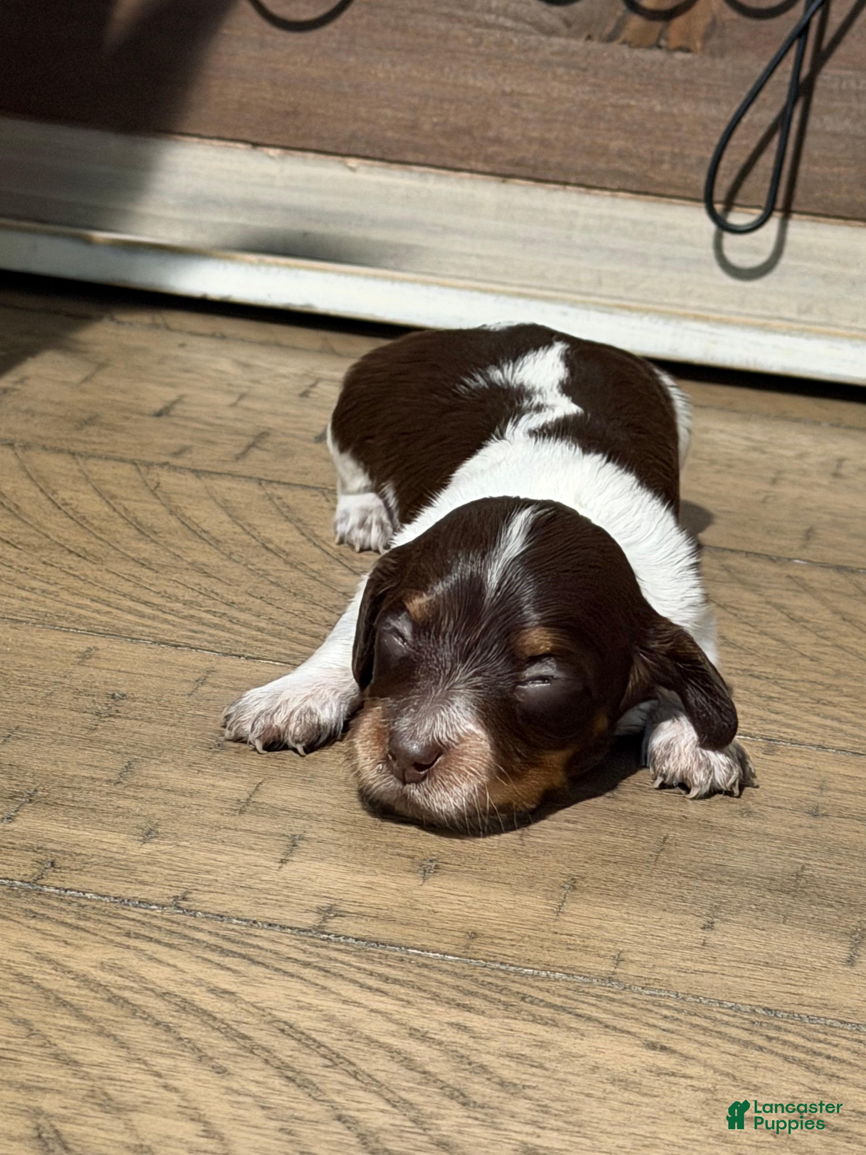 Miniature Dachshund dogs The Painted Primrose - Ad 11