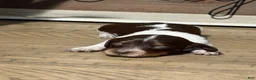 Miniature Dachshund dogs for sale: The Painted Primrose - Ad 1