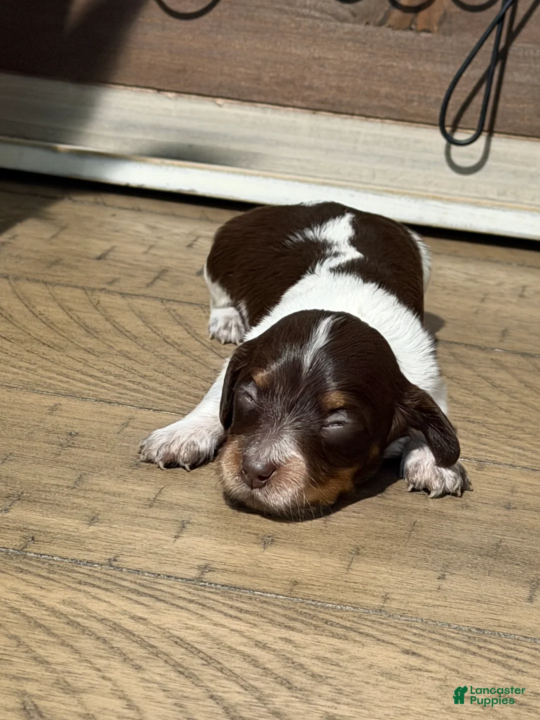 Miniature Dachshund dogs for sale: The Painted Primrose - Ad 1