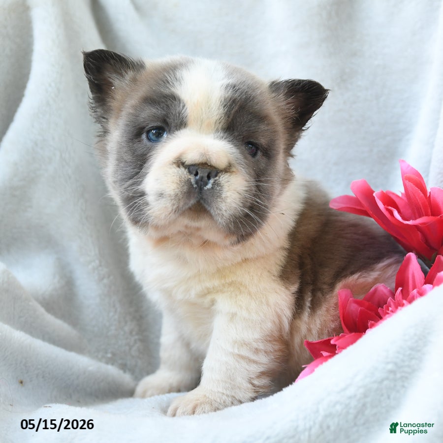 French Bulldog dogs Gregery - Ad 1