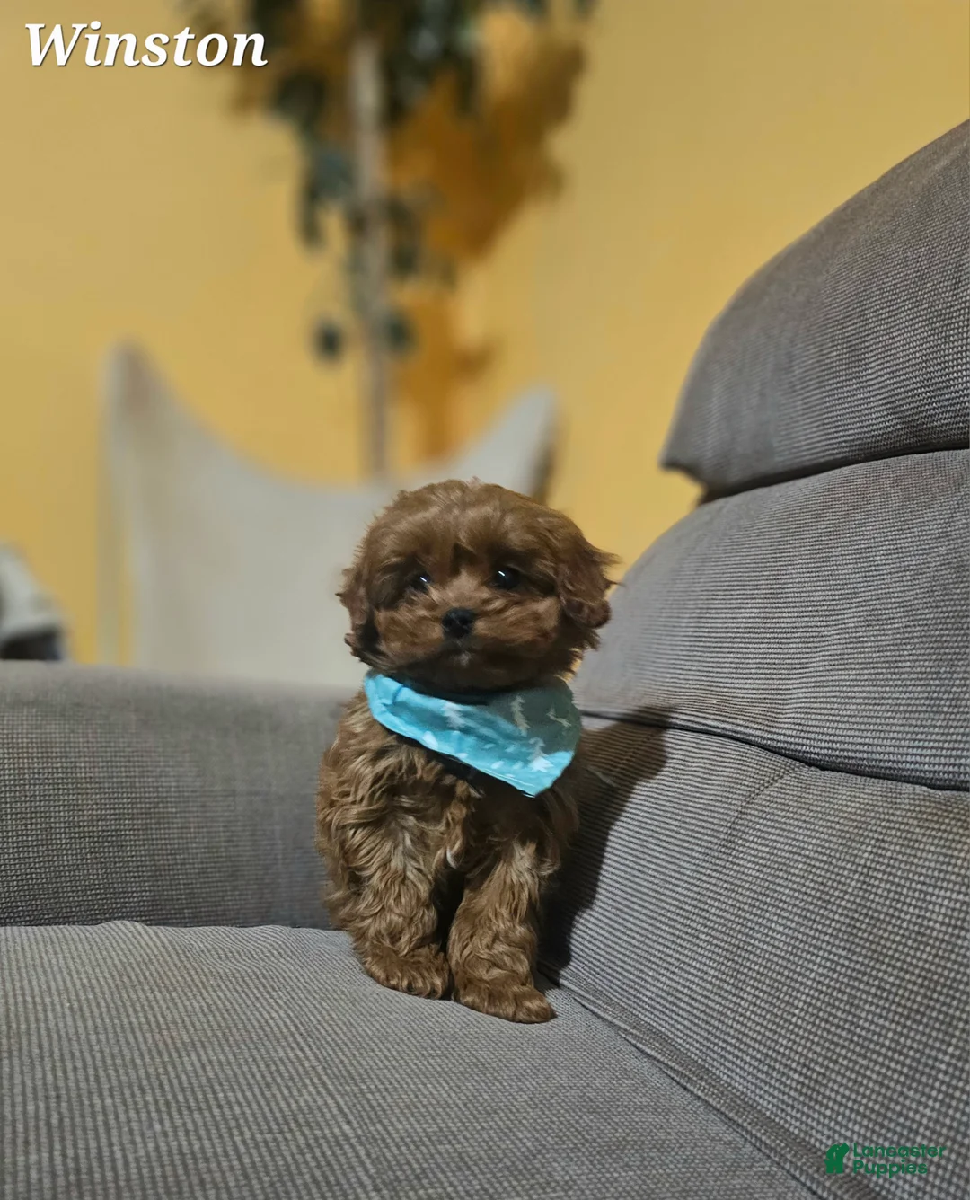 Cavapoo dogs for sale: Winston  - Ad 4