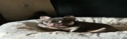 French Bulldog dogs for sale: Charlie Brown - Ad 5