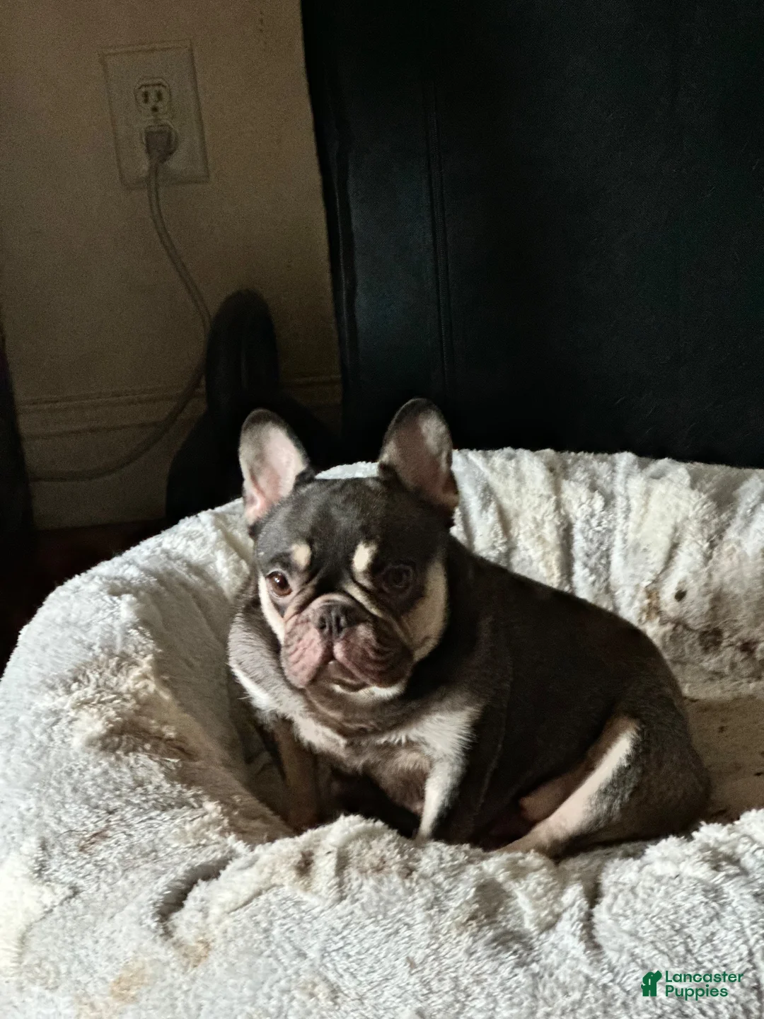 French Bulldog dogs for sale: Charlie Brown - Ad 5
