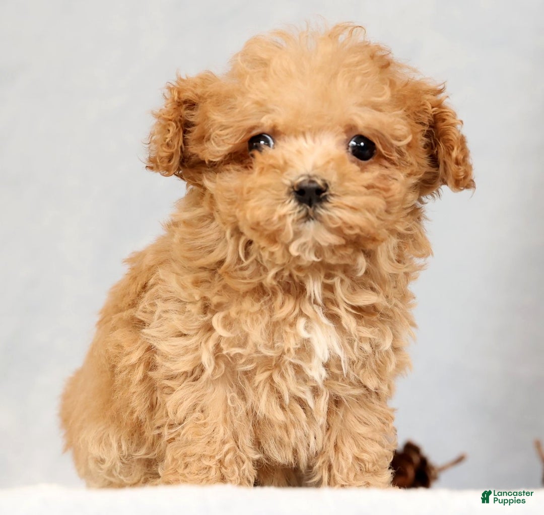 Havapoo dogs for sale: Uno - Ad 4